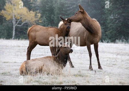 Wilde Kuh und Kalb Elche oder Wapiti (Cervus Canadensis), gegenseitige Fellpflege/Verklebung, Jasper Nationalpark, Alberta, Kanada Stockfoto