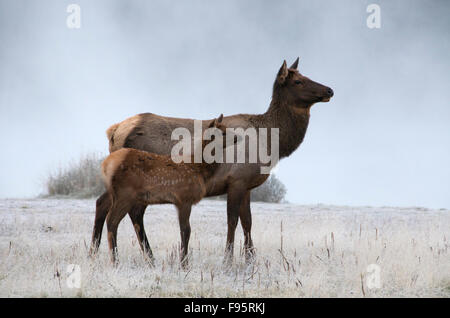 Wilde Kuh und Kalb Elche oder Wapiti am nebligen Morgen in Frostcovered Gräser, (Cervus Canadensis), Jasper Nationalpark, Alberta, Stockfoto