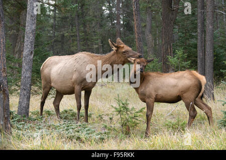 Kuh und Kalb Elche oder Wapiti (Cervus Canadensis), gegenseitige Fellpflege/Verklebung, Jasper Nationalpark, Alberta, Kanada Stockfoto