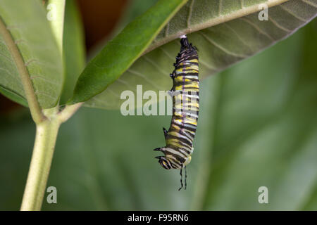 Monarch-Schmetterling Wechsel von Raupe zu Puppe oder Chrysalisforming Stadium, Wolfsmilch Blatt beigefügt. (Danaus Plexippus). Stockfoto