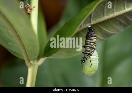 Monarchfalter in Puppe oder Chrysalisforming Stadium, Wolfsmilch Blatt beigefügt. (Danaus Plexippus). In der Nähe von Thunder Bay, Ontario, Kanada Stockfoto