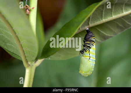 Monarchfalter in Puppe oder Chrysalisforming Stadium, Wolfsmilch Blatt beigefügt. (Danaus Plexippus). In der Nähe von Thunder Bay, Ontario, Kanada Stockfoto