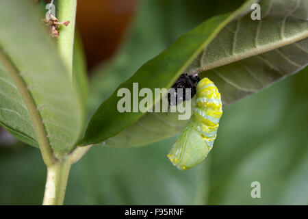 Monarchfalter in Puppe oder Chrysalisforming Stadium, Wolfsmilch Blatt beigefügt. (Danaus Plexippus). In der Nähe von Thunder Bay, Ontario, Kanada Stockfoto