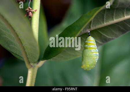 Monarchfalter in Puppe oder Chrysalisforming Stadium, Wolfsmilch Blatt beigefügt. (Danaus Plexippus). In der Nähe von Thunder Bay, Ontario, Kanada Stockfoto