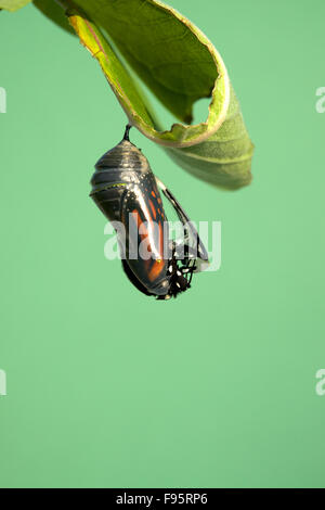 Monarch-Schmetterling aus der Puppe zum Schmetterling, Wolfsmilch Blatt beigefügt. (Danaus Plexippus). In der Nähe von Thunder Bay Stockfoto