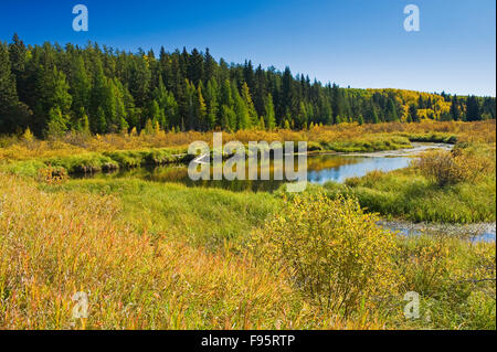 Stream mit herbstlichen Farben im Hintergrund, Prince Albert National Park, Saskatchewan, Kanada Stockfoto