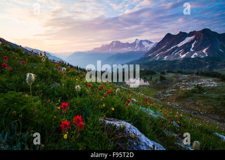 Wildblumen, Purcell Mountains, Western Anemone, Hippie auf einem Stick Anemone Occidentalis, Indian Paintbrush, Castilleja, Stockfoto