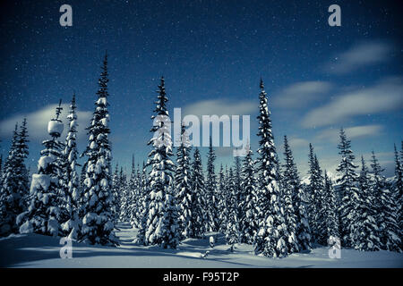 Selkirk Mountains, Meadow Creek, British Columbia, Kanada, Schnee, Winter, Nacht, Sterne, Engelmann-Fichte, Picea engelmannii Stockfoto