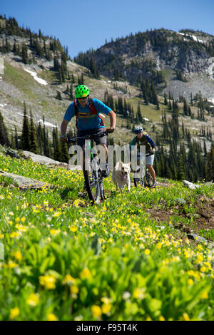 Mountainbiking, Glacier Lily, Erythronium Grandiflorum, Sol Mountain Lodge, Monashee Mountains, Revelstoke, Britisch-Kolumbien, Stockfoto