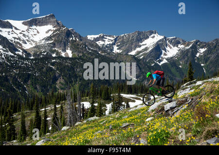 Mountainbiking, Glacier Lily, Erythronium Grandiflorum, Sol Mountain Lodge, Monashee Mountains, Revelstoke, Britisch-Kolumbien, Stockfoto