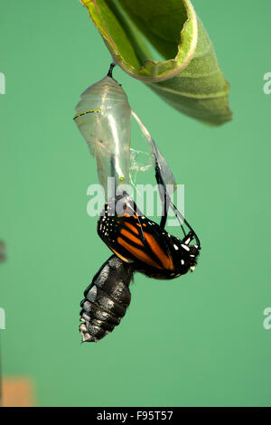 Monarch-Schmetterling aus der Puppe zum Schmetterling, Wolfsmilch Blatt beigefügt. (Danaus Plexippus). In der Nähe von Thunder Bay Stockfoto