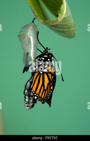 Monarch-Schmetterling frisch geschlüpften, ruht auf Wolfsmilch Pflanze. (Danaus Plexippus). In der Nähe von Thunder Bay, Ontario, Kanada. Stockfoto