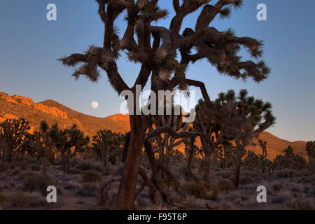 Mondaufgang, Joshua Bäume und Felsformationen, Joshua Tree Nationalpark, Kalifornien USA Stockfoto