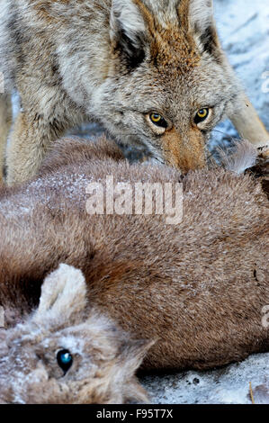 Einen wilden Kojoten, Canis Latrans, Fütterung auf eine Baby-Dickhornschaf Ovis Canadensis, das es gerade getötet hat Stockfoto