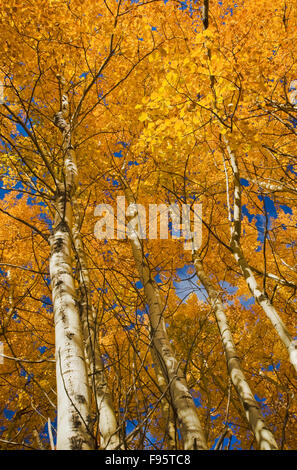 Herbst, Espe Bäume in Birds Hill Provincial Park, Manitoba, Kanada Stockfoto