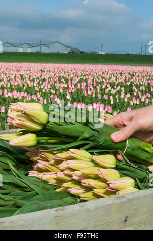 Frisch gepflückten Tulpen in LA Conner Washington USA Stockfoto