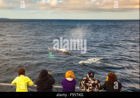 Buckelwal, (Impressionen Novaeangliae), und Wal-Beobachter, Witless Bay ökologische Reserve, Neufundland, Kanada Stockfoto