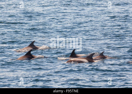 Whitebeaked Delphine, (Lagenorhynchus Albirostris), Witless Bay ökologische Reserve, Neufundland, Kanada Stockfoto