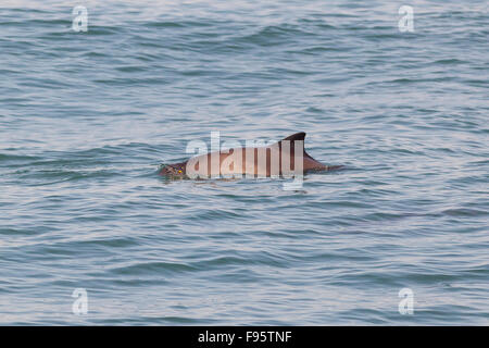 Schweinswal (Phocoena Phocoena), Bay Of Fundy, New Brunswick, Kanada Stockfoto