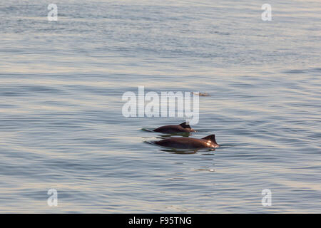 Schweinswal (Phocoena Phocoena), Bay Of Fundy, New Brunswick, Kanada Stockfoto