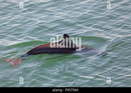 Schweinswal (Phocoena Phocoena), Bay Of Fundy, New Brunswick, Kanada Stockfoto