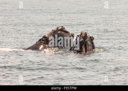 North Atlantic Glattwale Podeste (Eubalaena Cyclopoida) aus Grand Manan Island, Bay Of Fundy, New Brunswick, Kanada Stockfoto