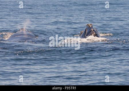 North Atlantic Right Whale Rostrum, (Eubalaena Cyclopoida) aus Grand Manan Island, Bay Of Fundy, New Brunswick, Kanada Stockfoto