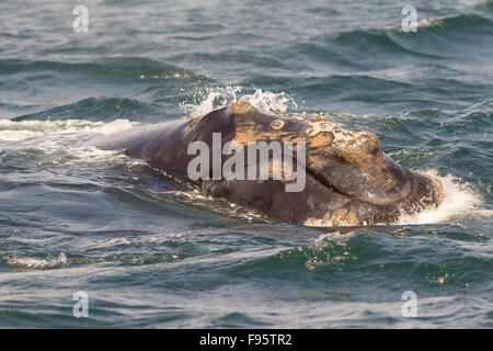 North Atlantic Right Whale Rostrum, (Eubalaena Cyclopoida) aus Grand Manan Island, Bay Of Fundy, New Brunswick, Kanada Stockfoto