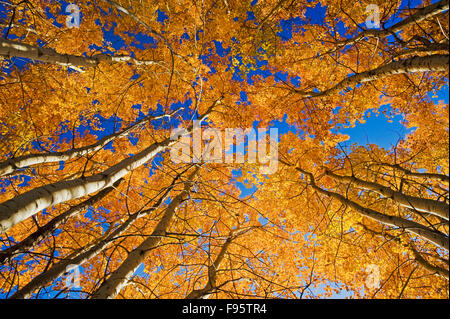 Herbst, Espe Bäume in Birds Hill Provincial Park, Manitoba, Kanada Stockfoto