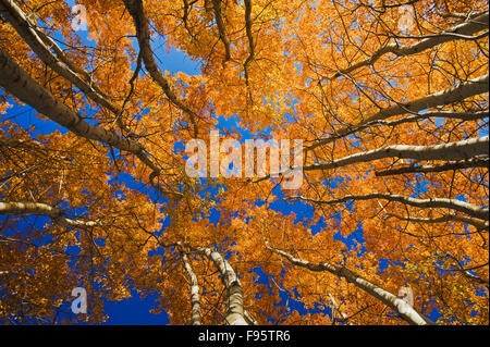 Herbst, Espe Bäume in Birds Hill Provincial Park, Manitoba, Kanada Stockfoto