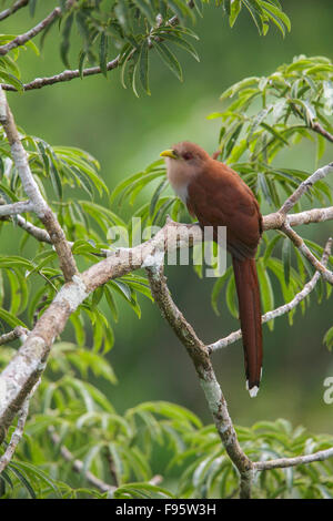 Eichhörnchen-Kuckuck (Piaya Cayana) thront auf einem Ast in Ecuador, Südamerika. Stockfoto