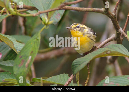 Blackburnian Warbler (Dendroica Fusca) thront auf einem Ast in Ecuador, Südamerika. Stockfoto