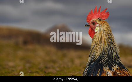 Porträt von Huhn, Hraunsnef Bauernhof, West-Island Stockfoto