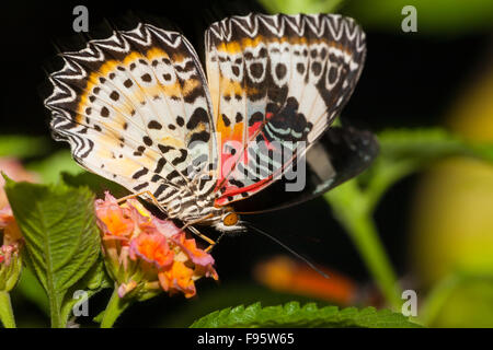 Malay Florfliege Schmetterling, (Cethosia Hypsea), ventrale Ansicht Stockfoto