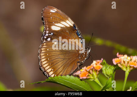 Große Eggfly oder große Eggfly Schmetterling, Schmetterling (Hypolimnas Bolina), Ventral Blick, Madagaskar im Westen zum Süden Stockfoto