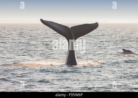 Buckelwal Fluke (Impressionen Novaeangliae) aus Grand Manan Island, Bay Of Fundy, New Brunswick, Kanada Stockfoto