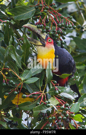 Redbreasted Toucan (Ramphastos Dicolorus) thront auf einem Ast im Atlantischen Regenwald des südöstlichen Brasilien. Stockfoto