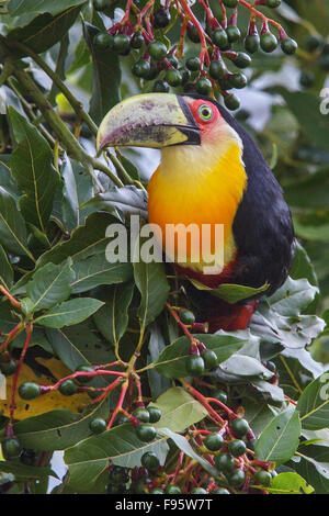 Redbreasted Toucan (Ramphastos Dicolorus) thront auf einem Ast im Atlantischen Regenwald des südöstlichen Brasilien. Stockfoto