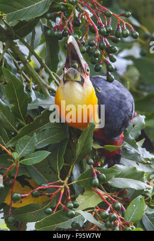 Redbreasted Toucan (Ramphastos Dicolorus) thront auf einem Ast im Atlantischen Regenwald des südöstlichen Brasilien. Stockfoto