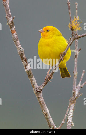 Safran Finch (Sicalis Flaveola) thront auf einem Ast im Atlantischen Regenwald des südöstlichen Brasilien. Stockfoto