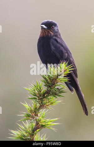 Samtig schwarz Tyrann (Knipolegus Nigerrimus) thront auf einem Ast im Atlantischen Regenwald des südöstlichen Brasilien. Stockfoto