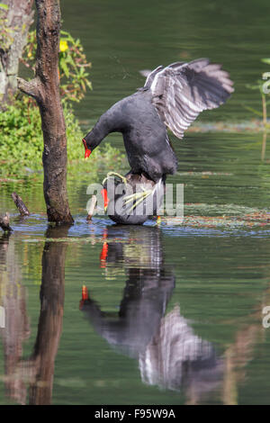 Gemeinsame Gallinule (Gallinula Galeata) in einem Sumpf im Atlantischen Regenwald des südöstlichen Brasilien. Stockfoto