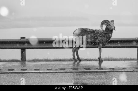 Bighorn Schafe auf Highway 11 Michener Aussichtspunkt auf Abraham Lake, Kootenay Plains, Alberta, Kanada Stockfoto