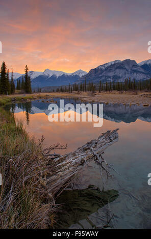 Widerspiegelnder Teich auf dem North Saskatchewan River an der Kootenay Plains, Alberta, Canada Stockfoto