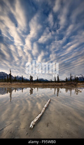 Widerspiegelnder Teich entlang des North Saskatchewan River auf Kootenay Plains, Bighorn Wildland, Alberta, Kanada Stockfoto