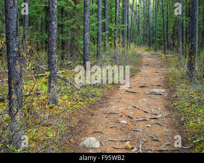 Trail entlang des Weges zum Lower Sunwapta Falls, Jasper Nationalpark, ALberta, Kanada Stockfoto