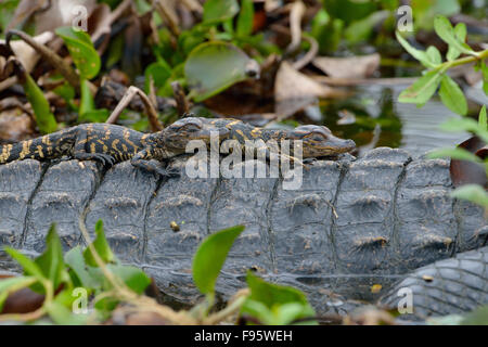 Alligator Brazos Bend State Park, Texas Stockfoto