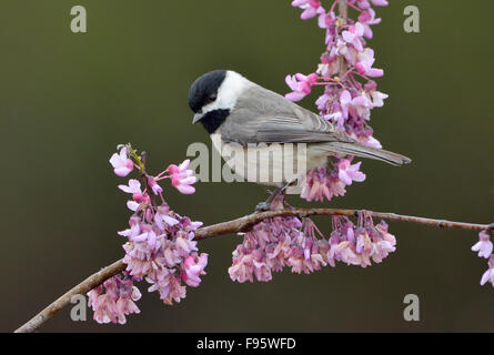 Carolina Chickadee, Poecile Carolinensis, Houston Texas Stockfoto