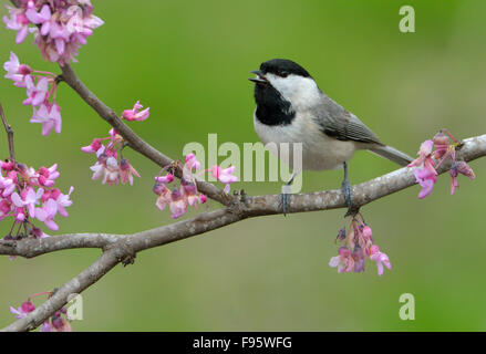 Carolina Chickadee, Poecile Carolinensis, Houston Texas Stockfoto