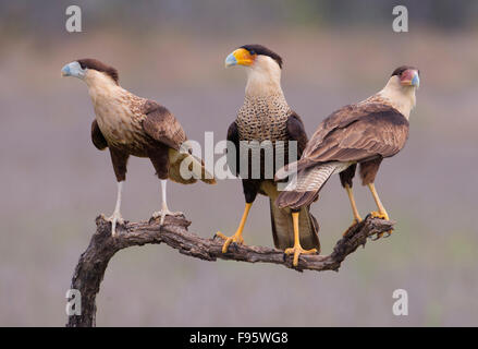 Crested Caracara, Karakara Cheriway, Laguna Seca Ranch, Texas Stockfoto